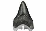 Serrated, Fossil Megalodon Tooth - South Carolina #170411-2